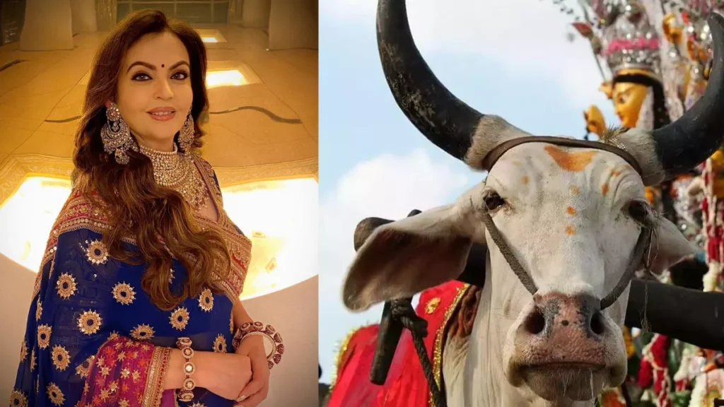 Nita Ambani Cows Milk